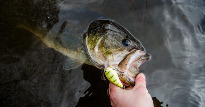 Crankbait Hookup Tips: How To Land More Bass On Crankbaits by MTB