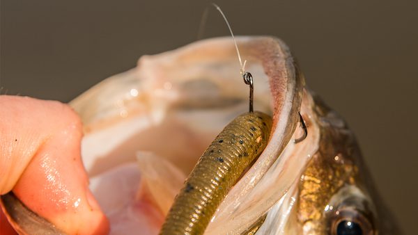 Tackle Talk: Lazer Trokar Wacky Worm Wide Gap Hook by Walker Smith November 15,2016