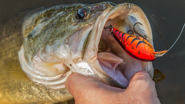 Lucky Craft LC Silent Squarebill Review by  Walker Smith