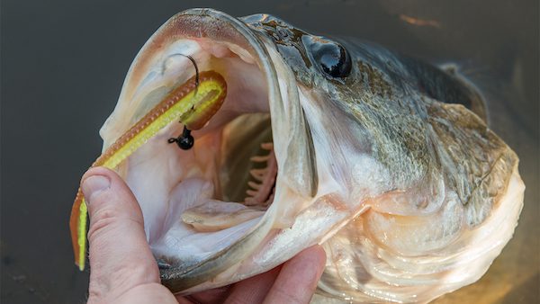 First Look: NetBait Contour Worm by Walker Smith November 3rd 2016