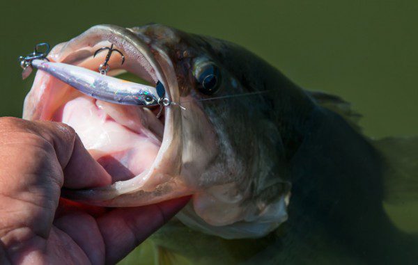 Duo Realis Spinbait 80/90 Review by: Jason Sealock