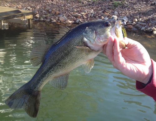 My Favorite Baits to Fish the Spawn – By Will Petty