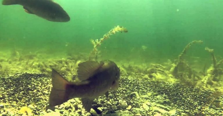 Prespawn Bass Fishing Tips: Catch Bass While They’re Staging – MTB