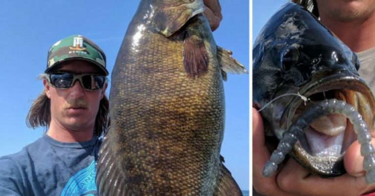 Drop Shot Smallmouth Tips: Where, When & How