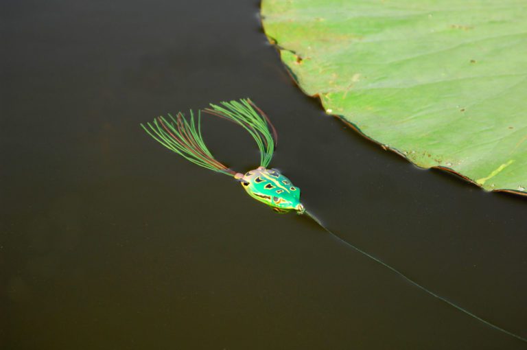 Ribbit Ribbit by Caleb Luzader on Lake, TN