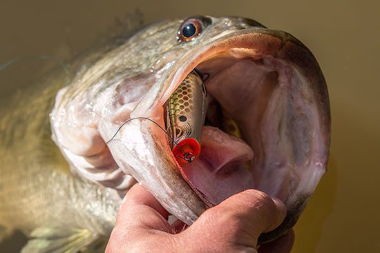 SPRO Bronzeye Poppin’ Frog by: Walker Smith