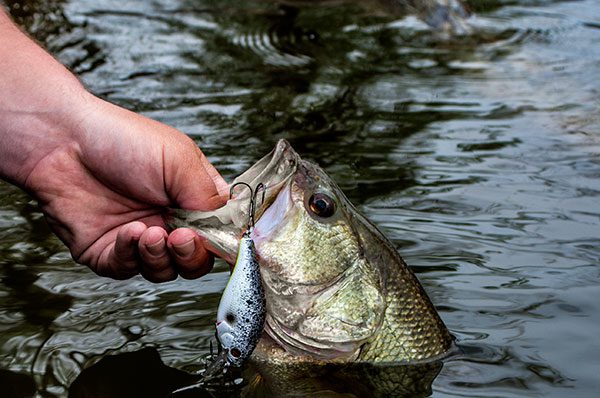 5 Shallow Bass Fishing Crankbait Colors You Need to Own by: Walker Smith