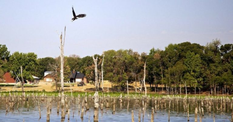 How To Fish Stumps And Stump Rows For Big Bass – MTB