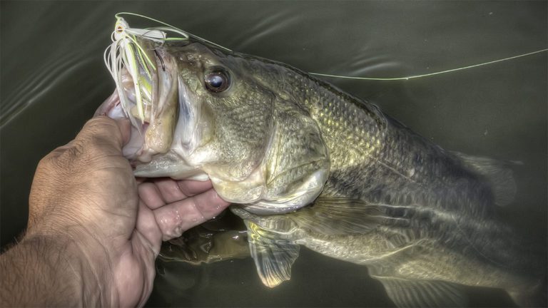 V&M The Pulse Pacemaker Swim Jig Review Jason Sealock