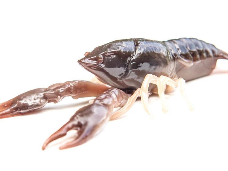 Tackle HD Hi-Def Craw Review By Walker Smith