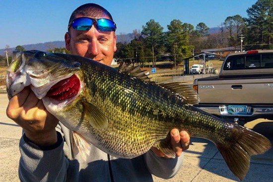 Potential Tennessee Record Spotted Bass Caught by: Jason Sealock