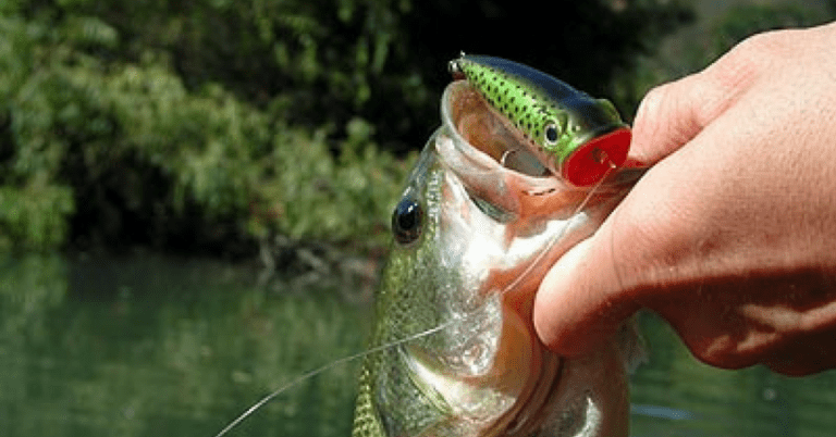 3 Topwater Baits You Can Throw Around The Spawn – MTB