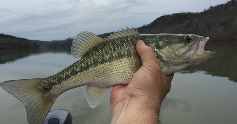 5 Vertical Jigging Tips To Get Deep Water Bites MTB – November 23,2017