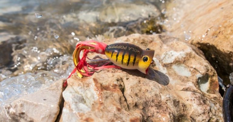 3 Reasons You Should Be Throwing Topwater Poppers – MTB