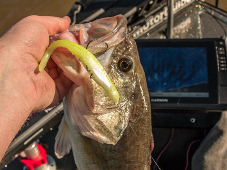 X Zone Whiplash Shad Review By Walker Smith