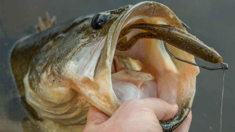 Tackle Talk: Zoom Horny Toad By Walker Smith October 27,2016
