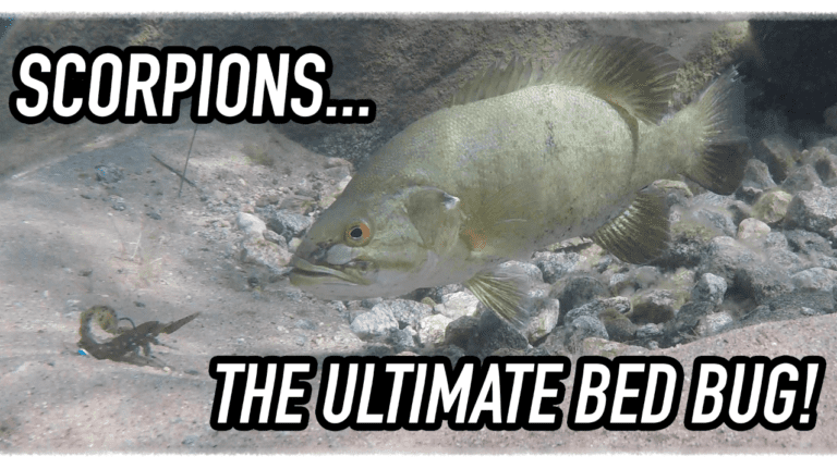 USE THE ULTIMATE BED BUG DURING SPAWN! by Fresh Baitz