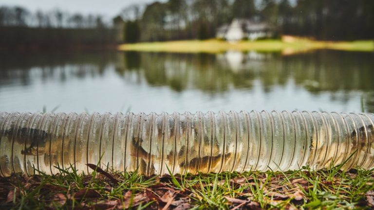 Why Should Tiger Bass be in your Lake