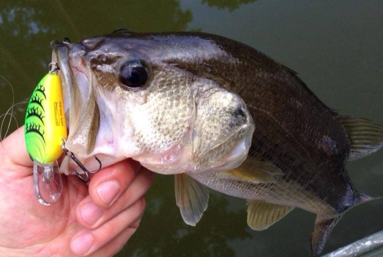 Summer Bass Fishing: Crankbait Tips for Epic Catches! ??