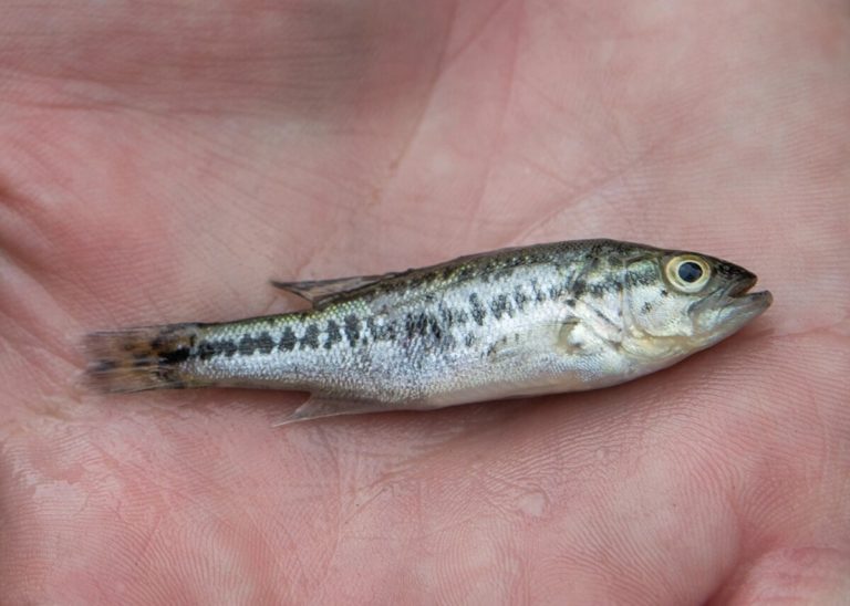 The Science of Tiger Bass: Unraveling Aquatic Marvels ???