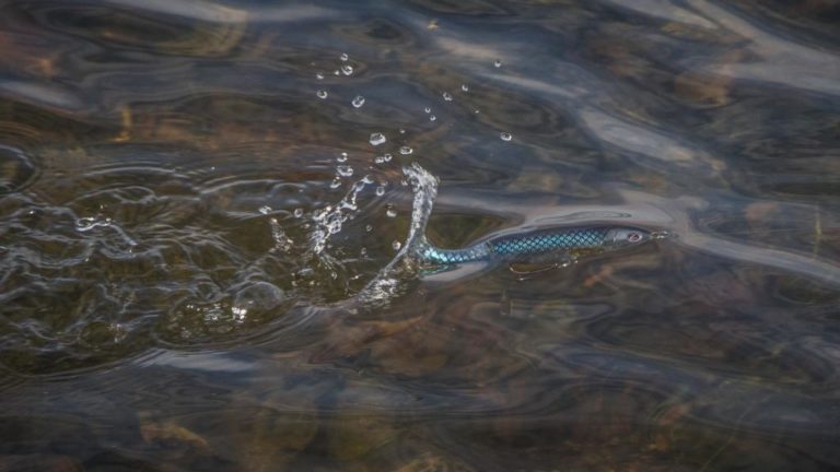 ?Fishing the Whopper Plopper for Early Morning Bites???
