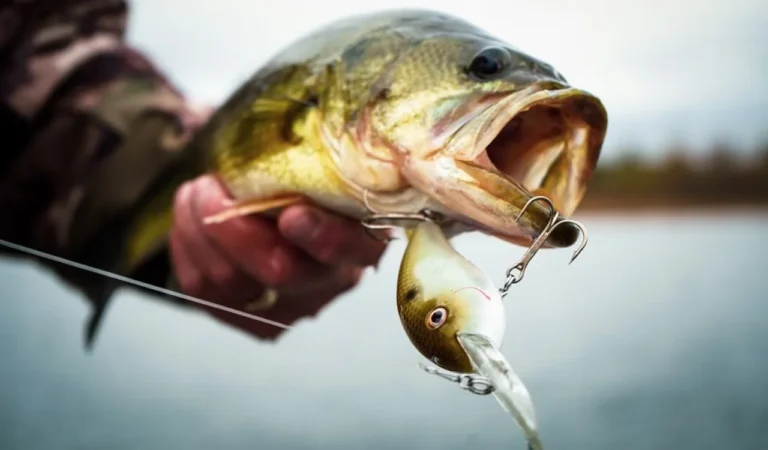 Our Top 9 Cold Water Crankbaits to Master Winter Bass Fishing