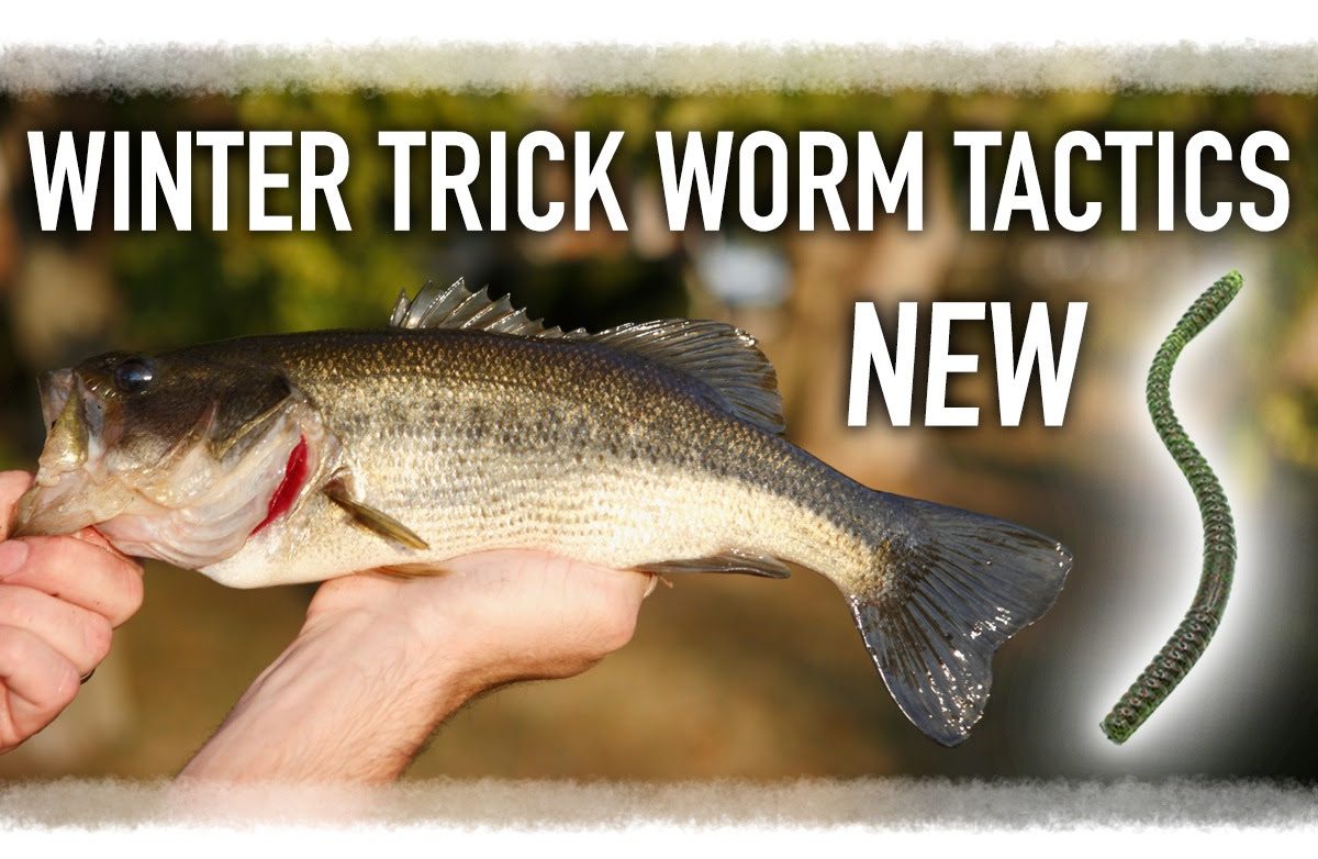 Trick Worm Tactics For Winter + New Release!