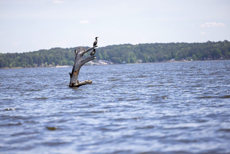 Weights could amaze during Bassmaster Elite Series opener at Toledo Bend Reservoir