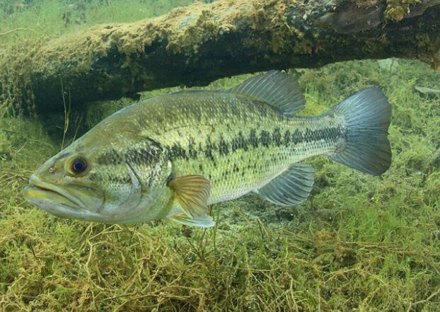 Largemouth Bass Life Cycle: A Scientific Dive