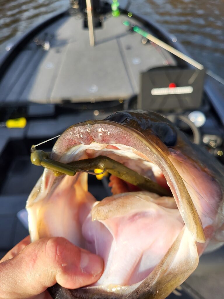 Cracking the Code: How Rattling Shakey Heads Dominate the Summer-to-Fall Transition