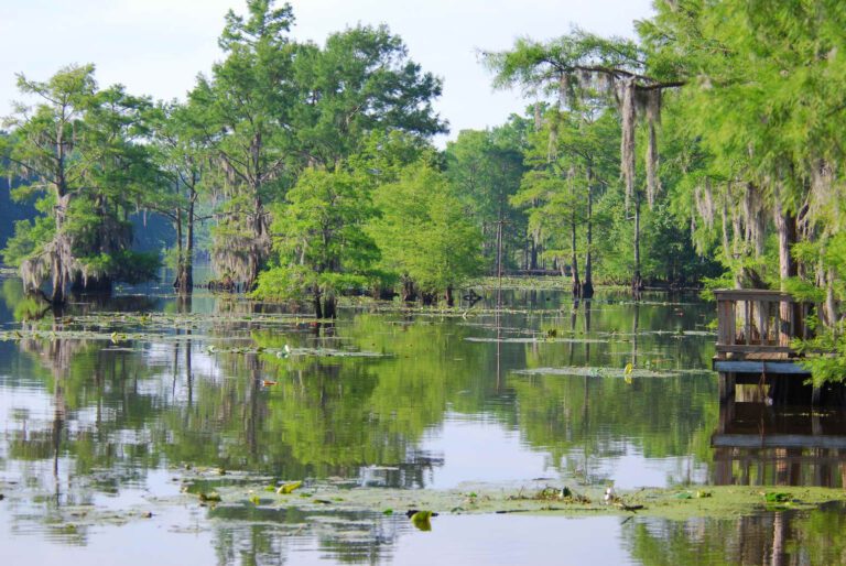Bassmaster Kayak Series anglers take on the swamps of Caddo and Bistineau