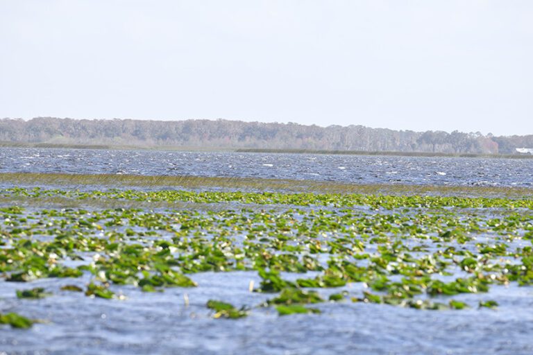 Kayak Series anglers could enjoy big catches on Kissimmee Chain