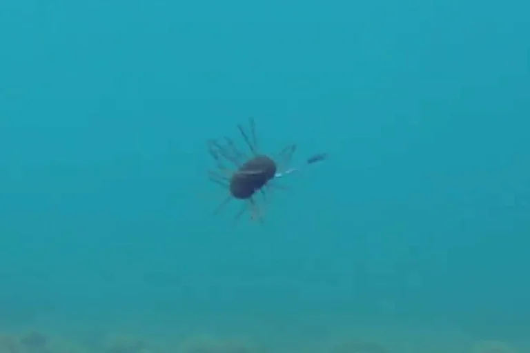 Yamamoto Fuzzy Nut Debuts