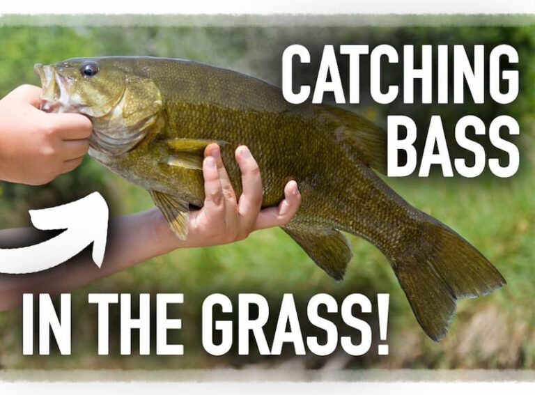 Fall Grass Fishing for Trophy Bass!